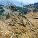 Grano Senatore Cappelli