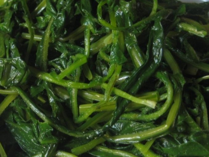 Cicoria