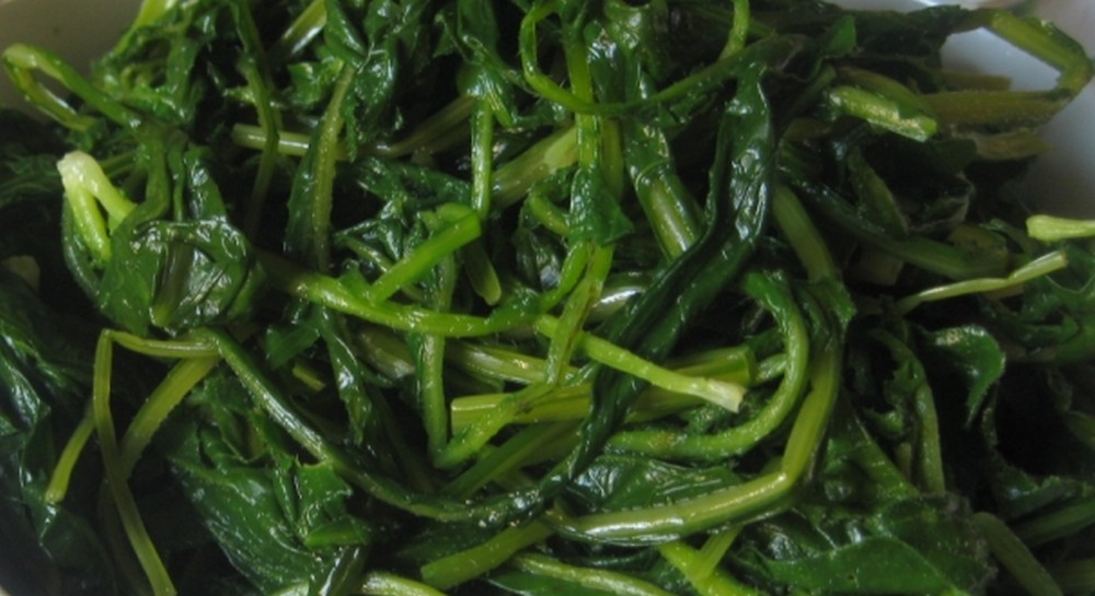 Cicoria