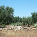 Olive del Salento