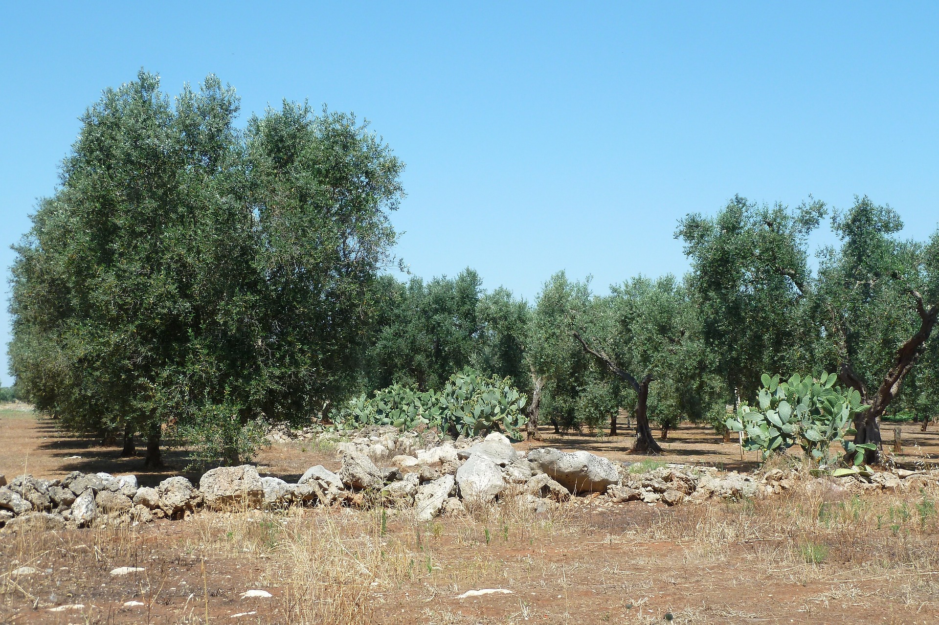Olive del Salento