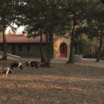 Tour Cipressi in Chianti - Fattoria di Cinta Senese a Barbischio