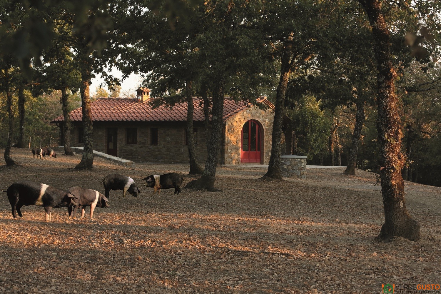 Tour Cipressi in Chianti - Fattoria di Cinta Senese a Barbischio