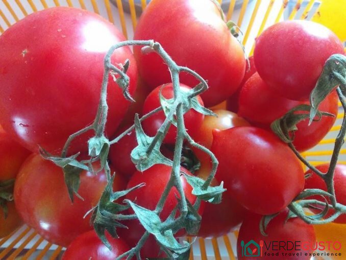 Pomodori -©Foto Anna Bruno/VerdeGusto