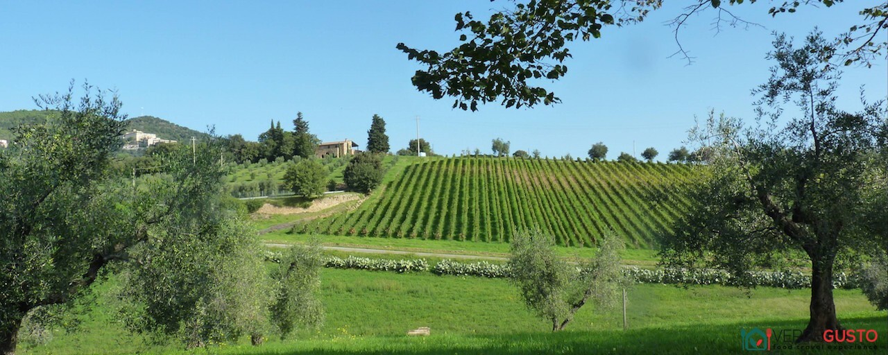 Terre di Pisa, oliveti