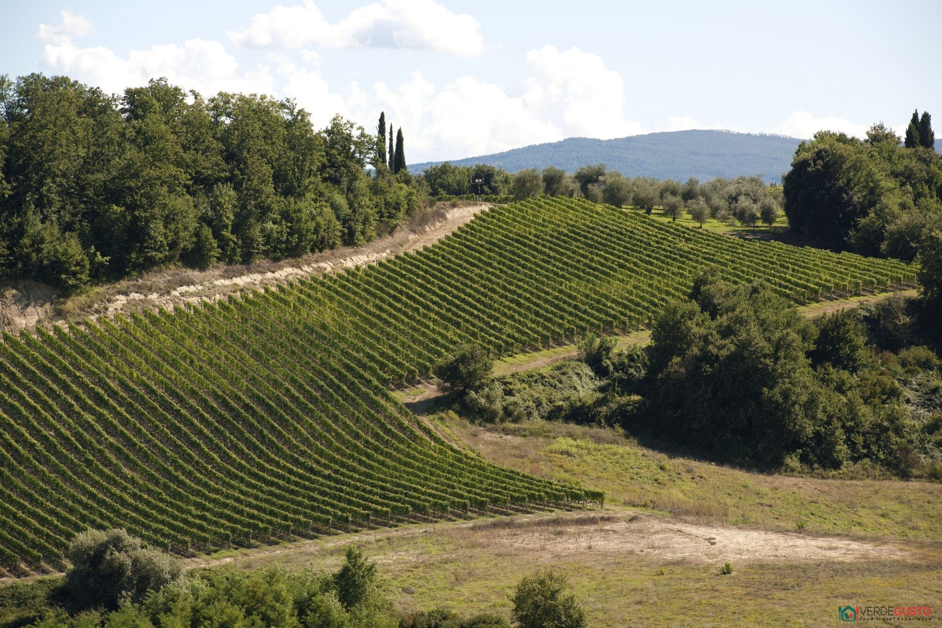 Terre di Pisa - Morrona,Vigneti