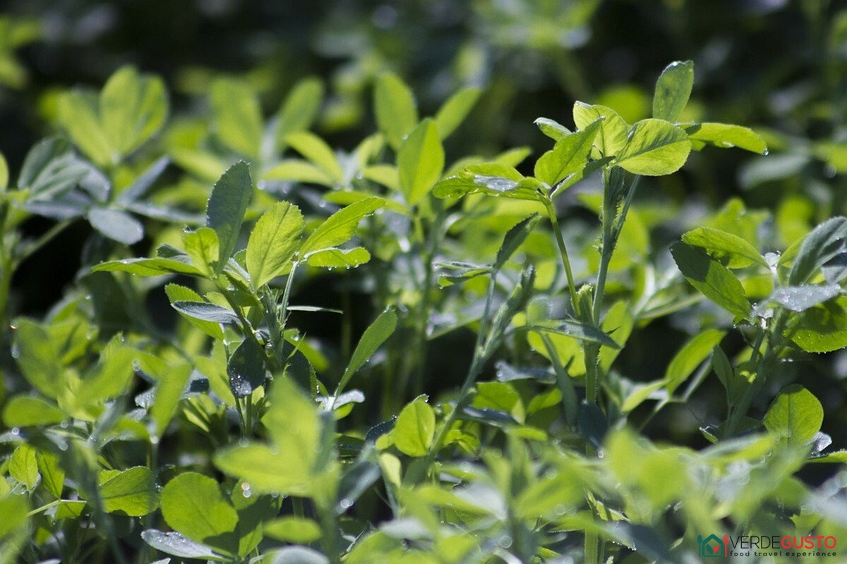 Trend del foraging