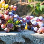 Grappoli di vino - Foto di Sofia