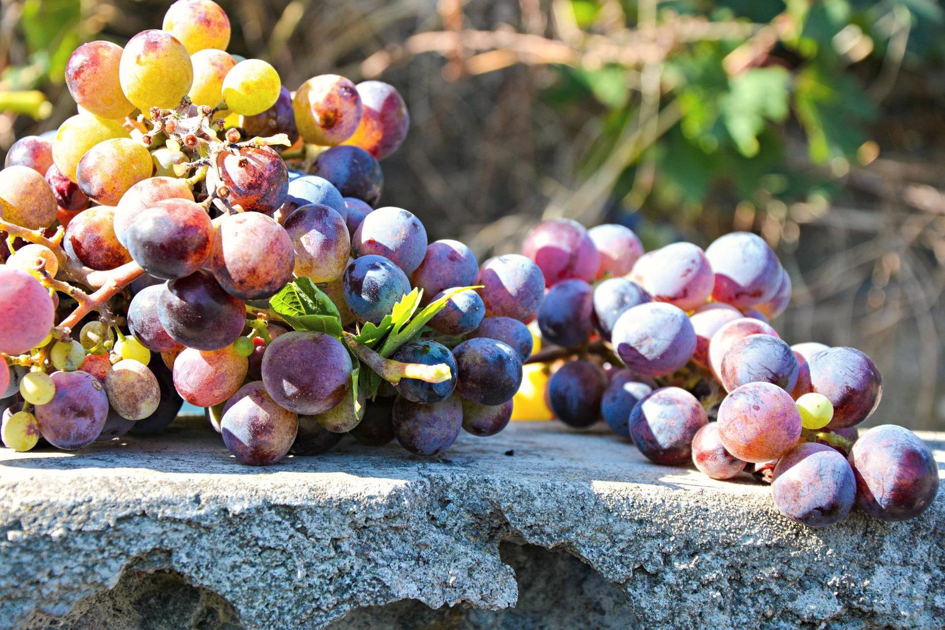 Grappoli di vino - Foto di Sofia