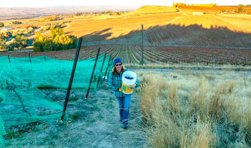 Le donne dei vigneti dell'Idaho