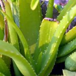 Pianta di Aloe Vera - Foto di Sandeep Handa