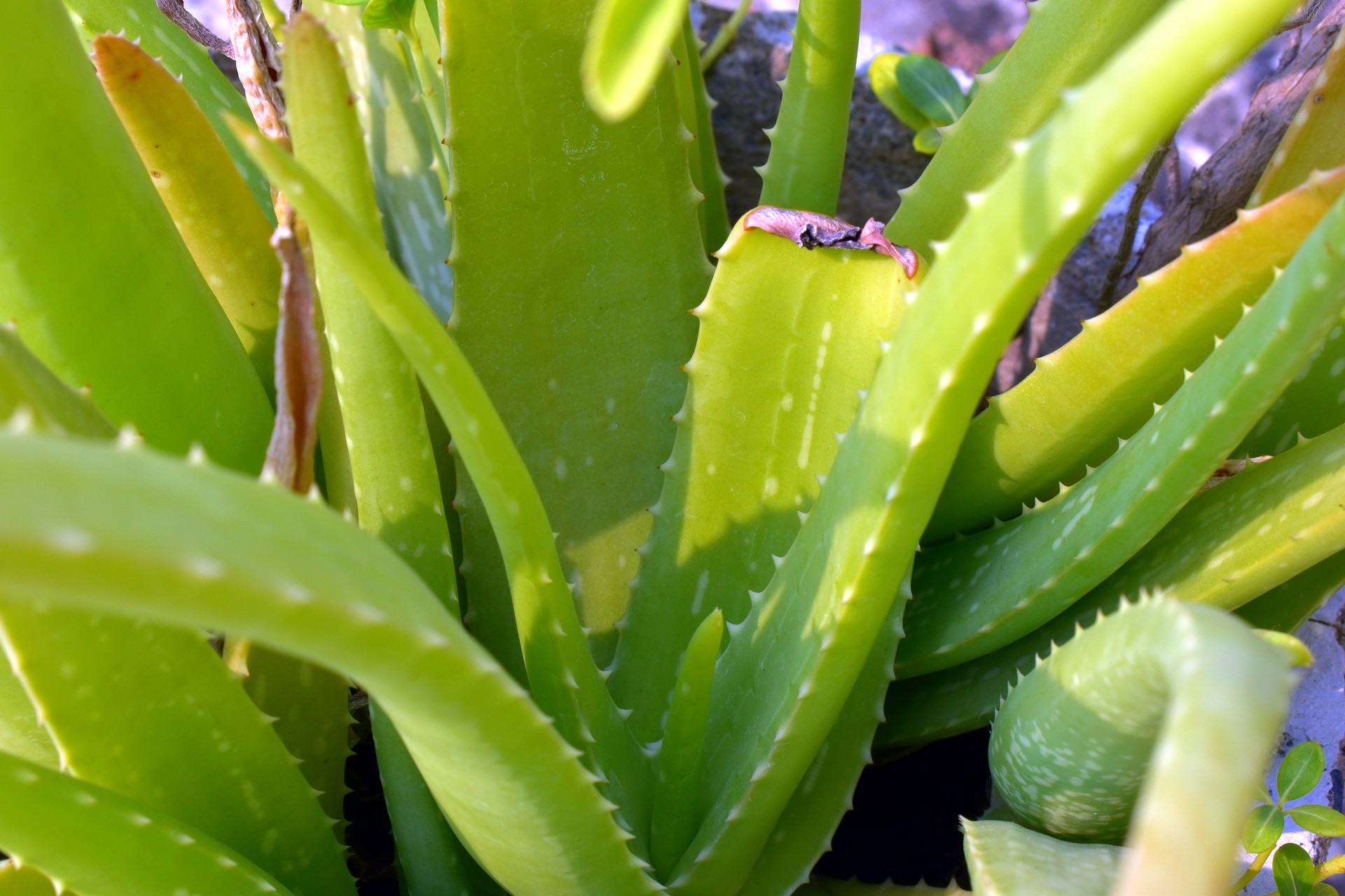 Pianta di Aloe Vera - Foto di Sandeep Handa