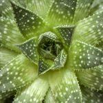Agave - Foto di Rabe