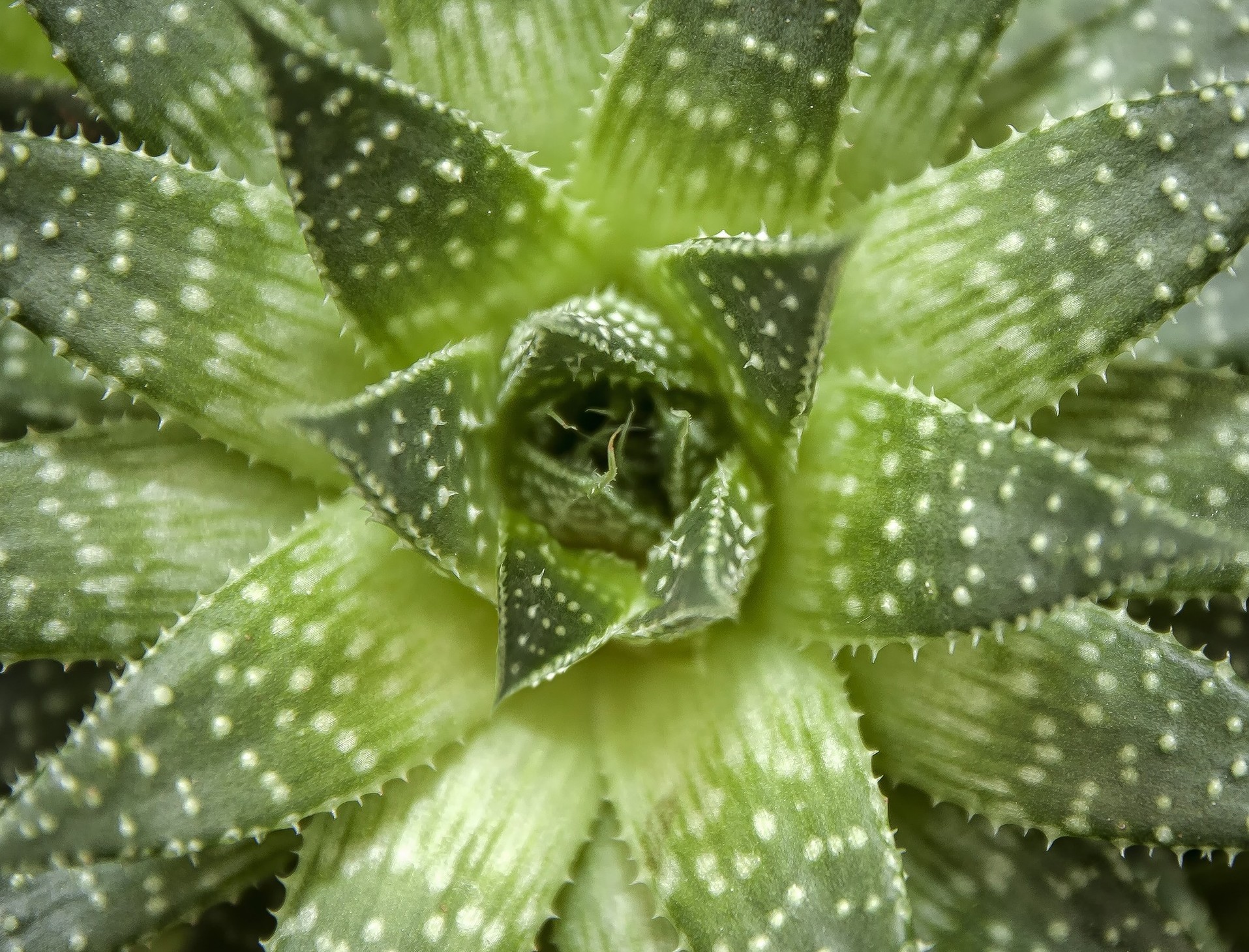 Agave - Foto di Rabe