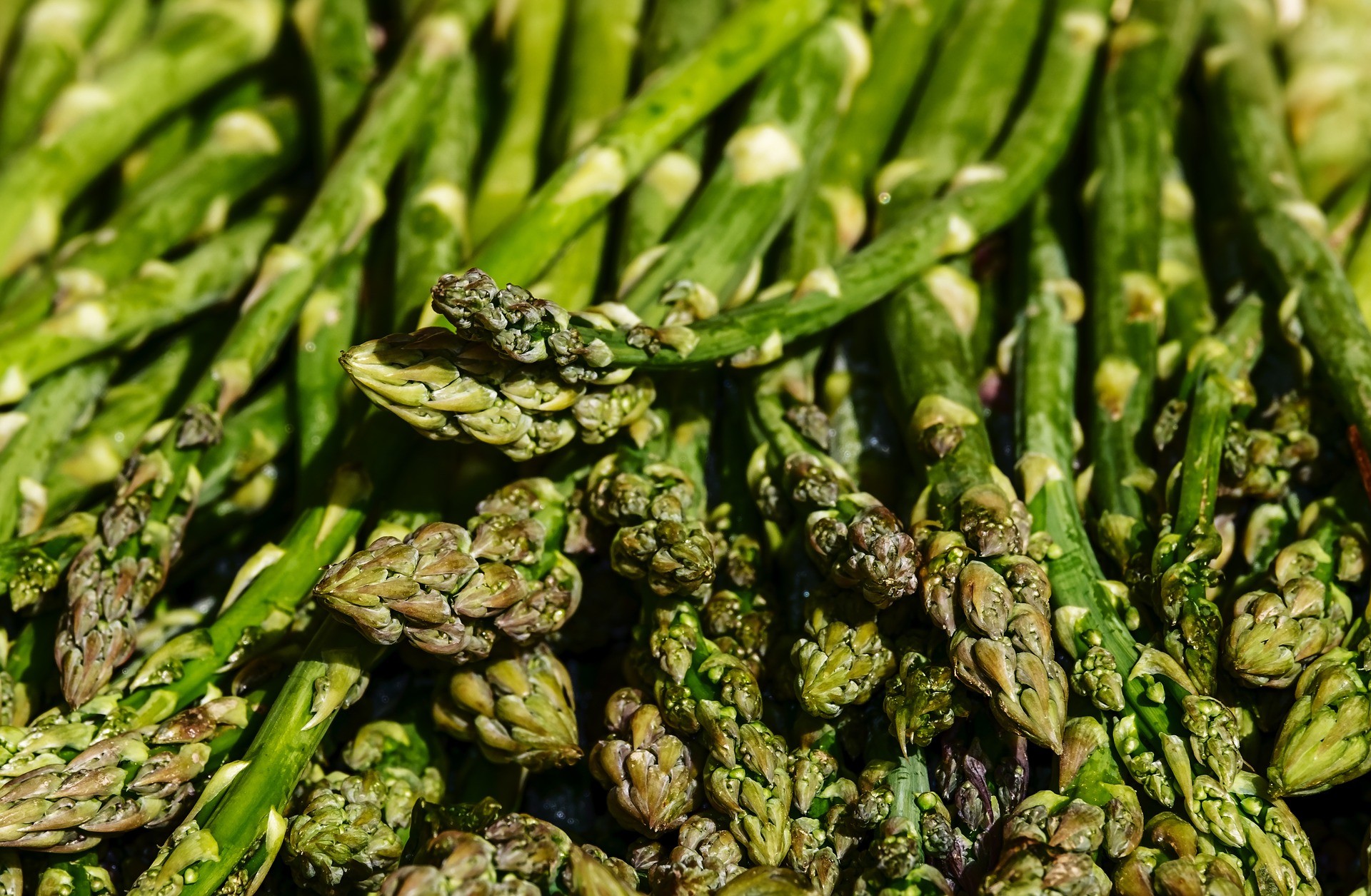 Asparagi - Foto di Couleur