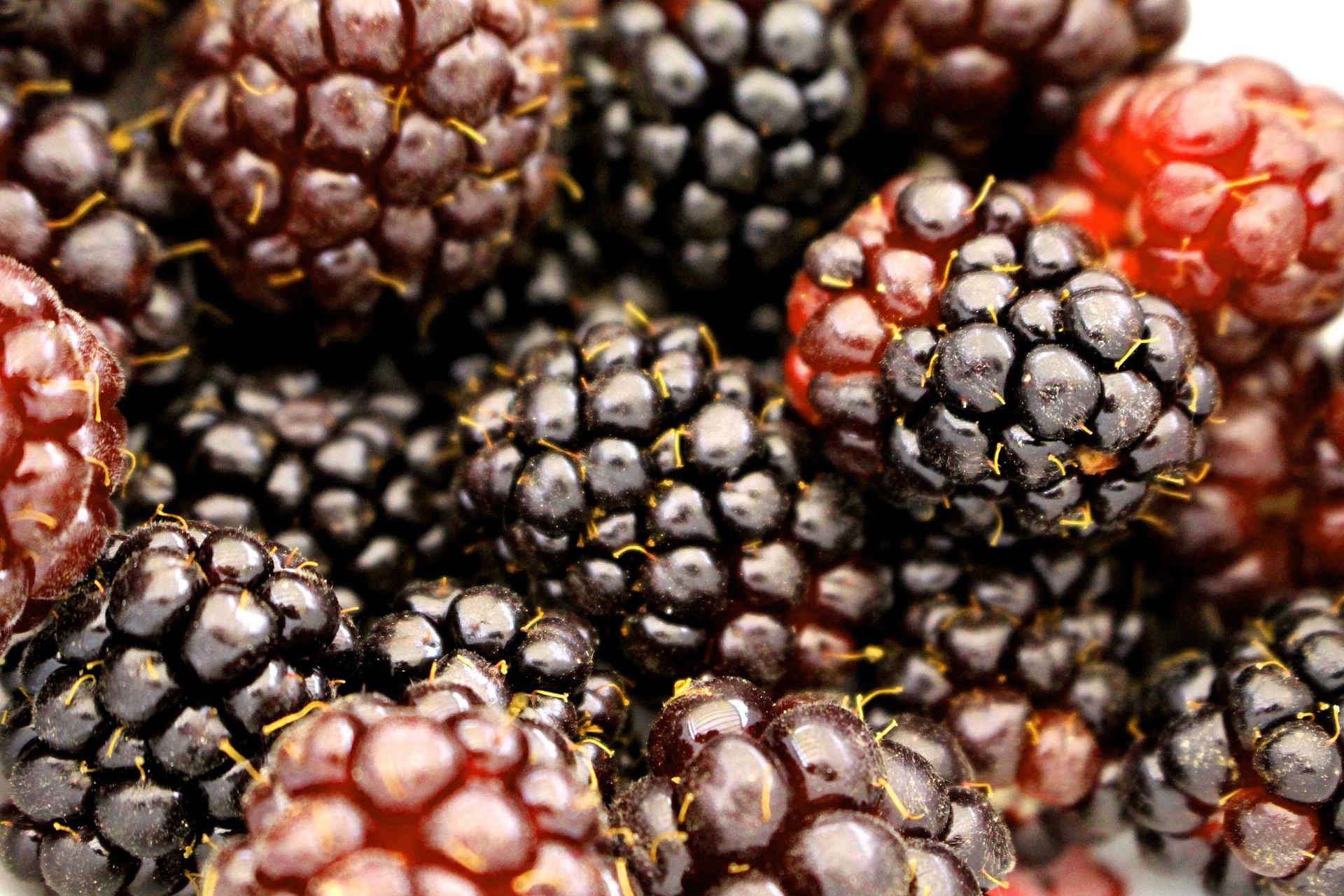 Boysenberries