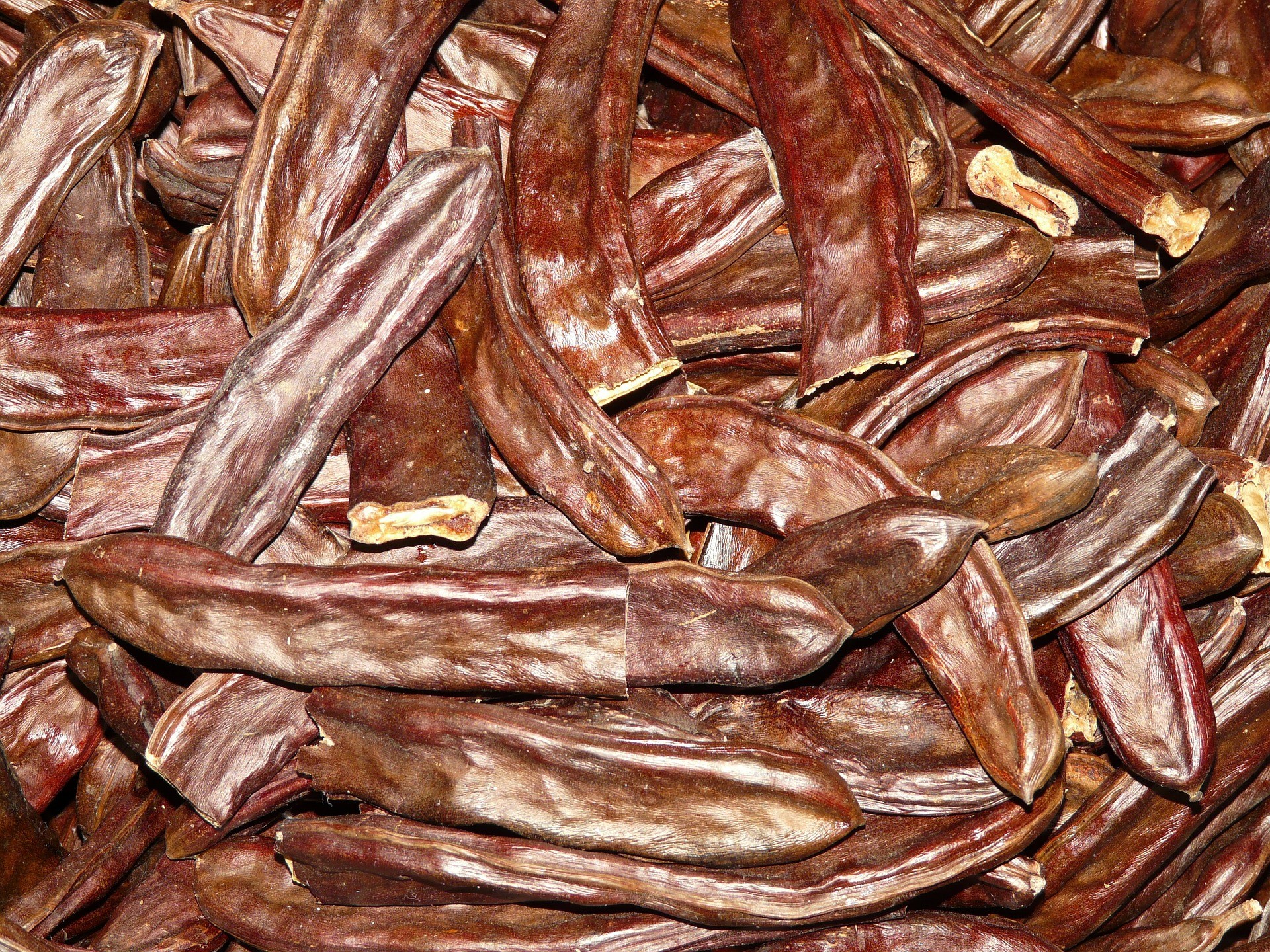 Caroba - Photo by Hans Bramxmeier