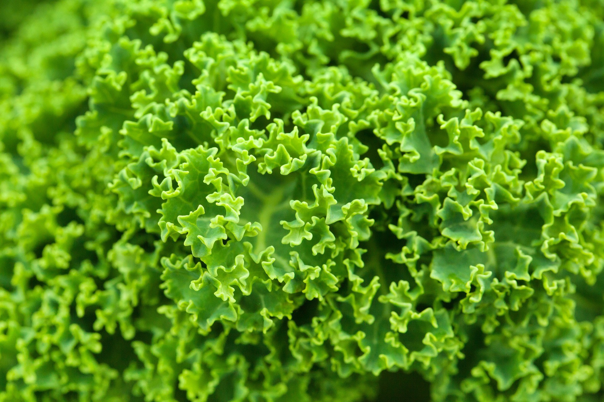 Cavolo riccio