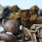 Chaga