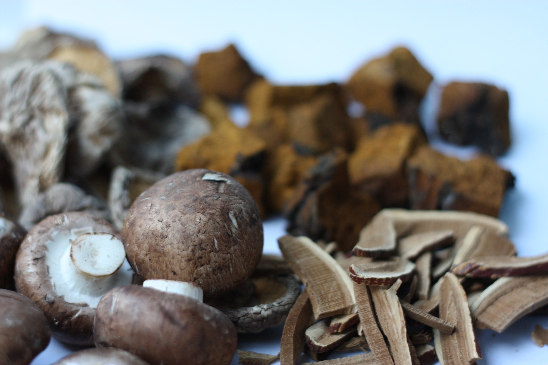 Chaga