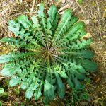 Cicoria selvatica, dente di leone, tarassaco