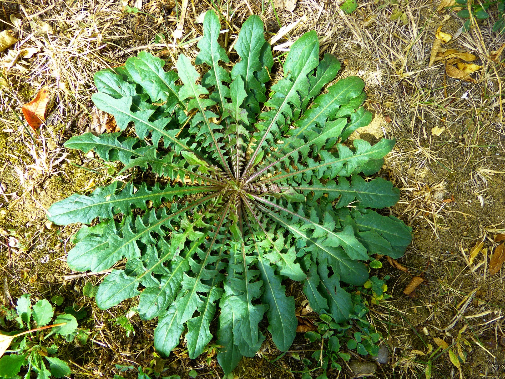 Wild chicory, lion tooth, dandelion