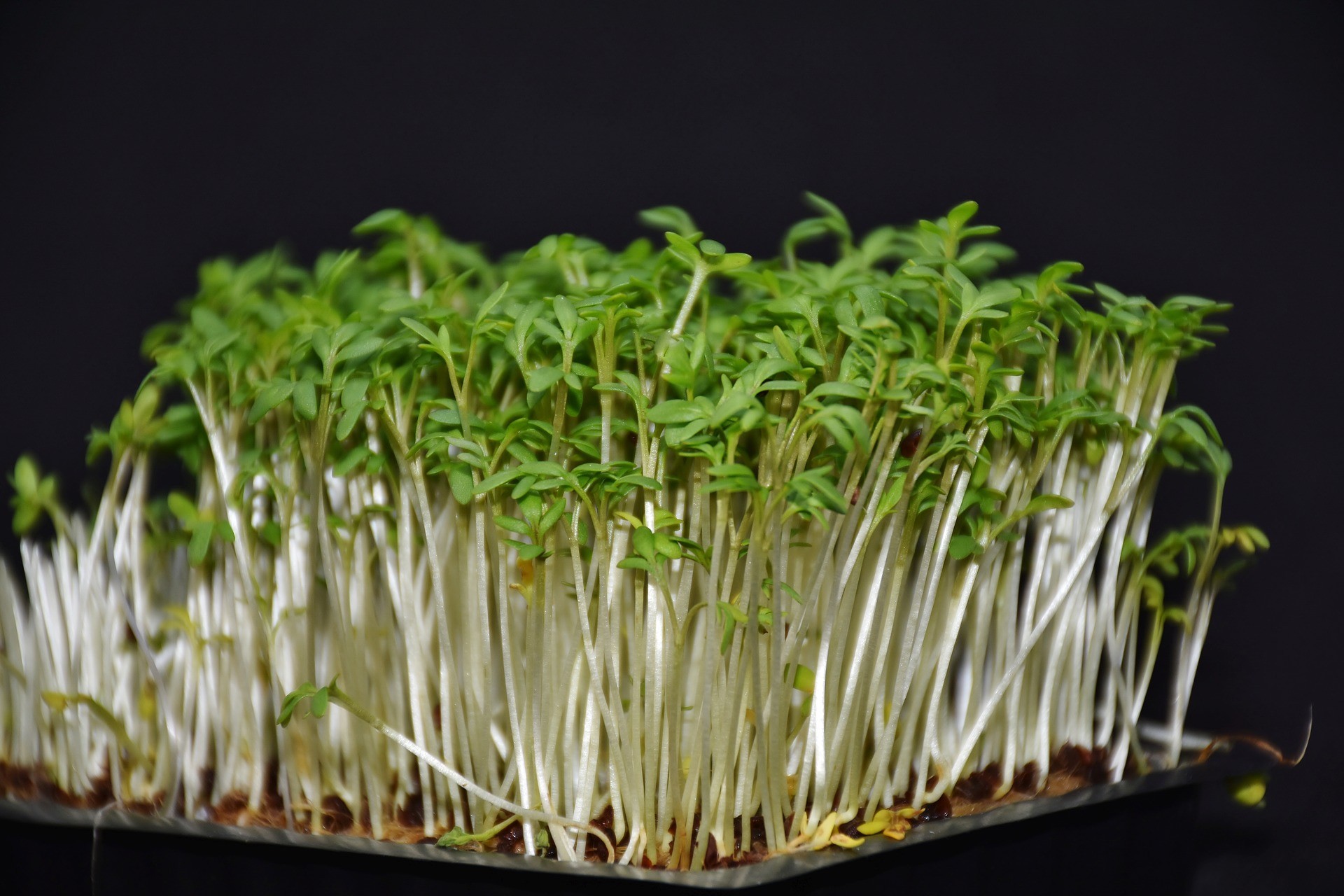 Watercress - Photo by RitaE