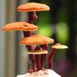 Fungo Reishi
