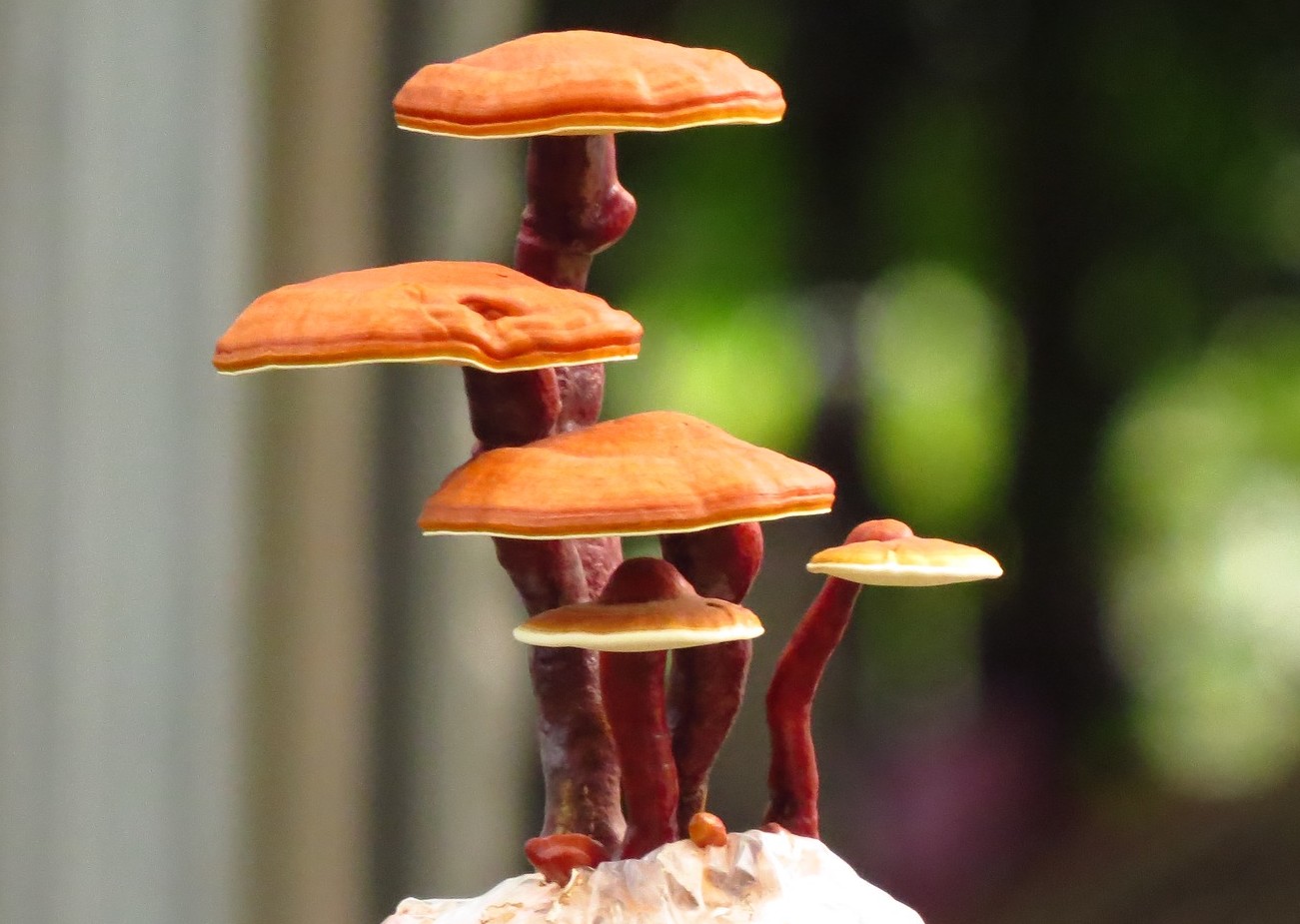 Fungo Reishi