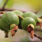 Guava - Foto di ashish choudhary