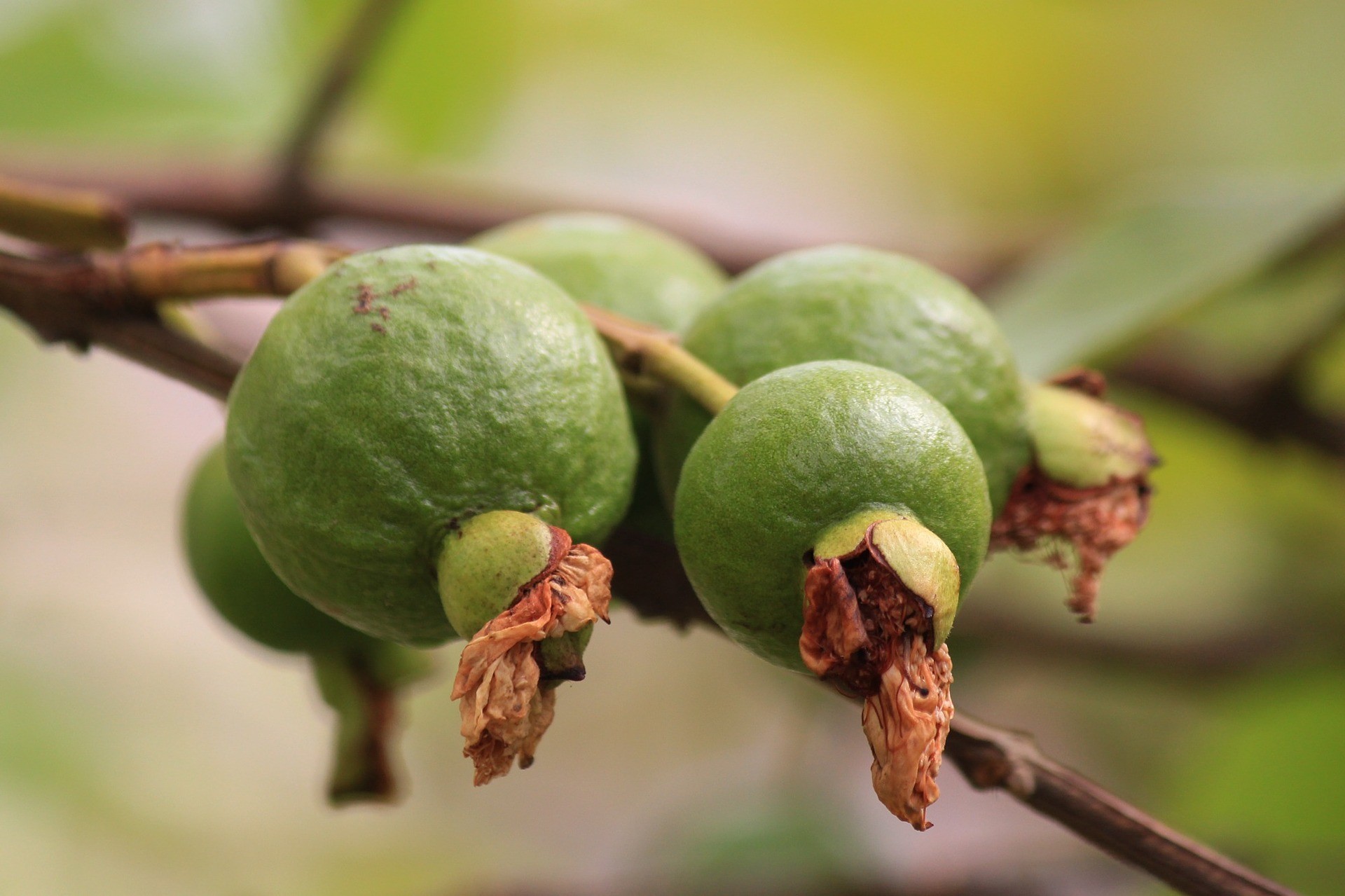 Guava - Foto di ashish choudhary