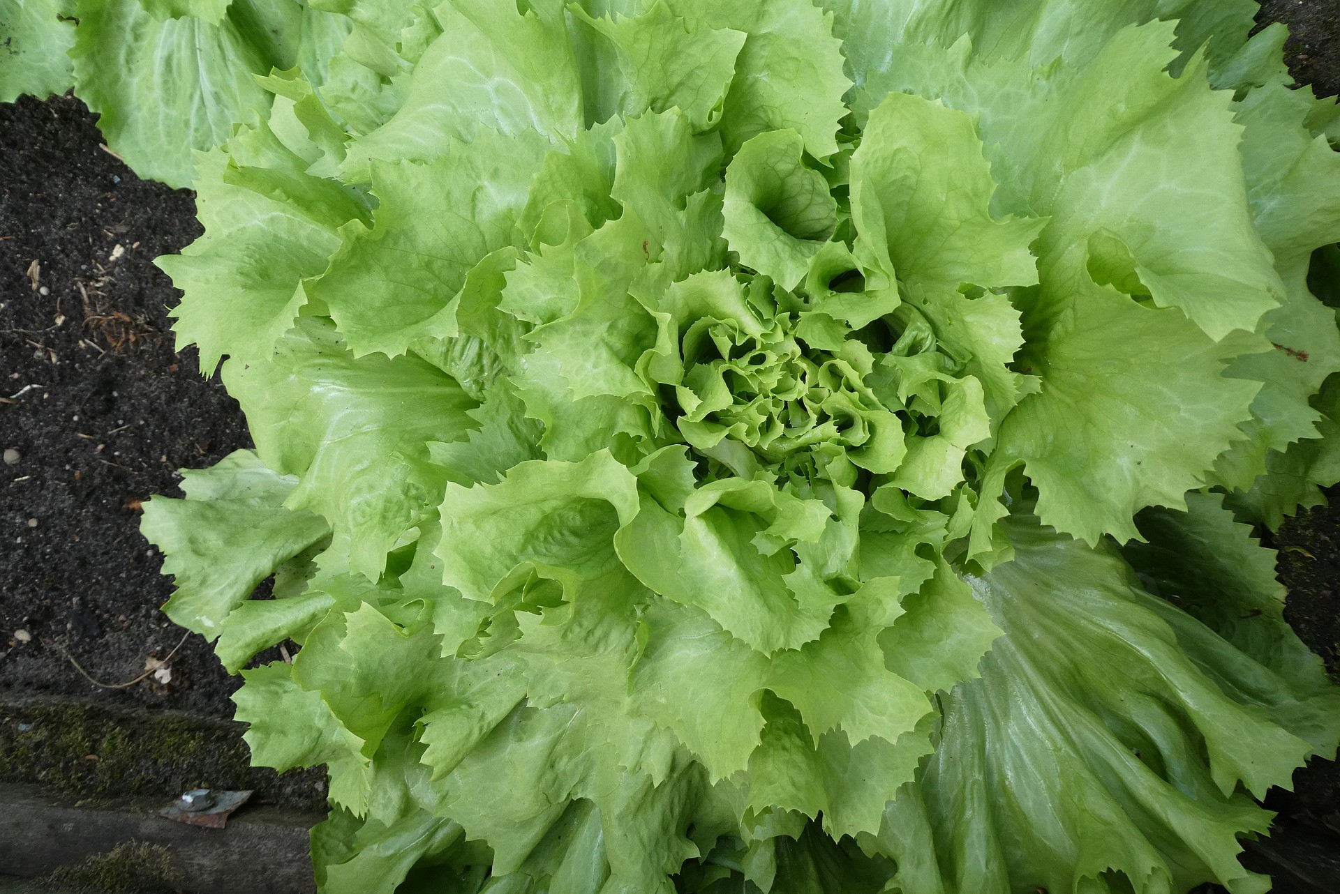 Indivia a foglia larga - Foto di Elsemargriet