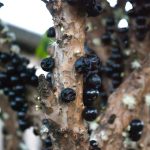 Jabuticaba - Foto di Marcelo de Morais Teixeira GKDantas