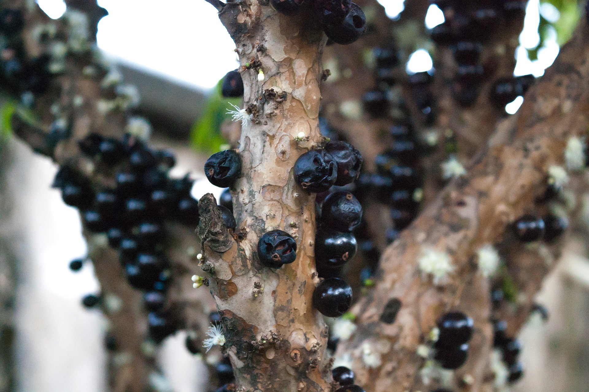 Jabuticaba - Foto di Marcelo de Morais Teixeira GKDantas