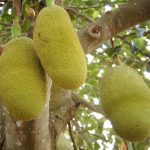 Jackfruit - Foto di naturepost
