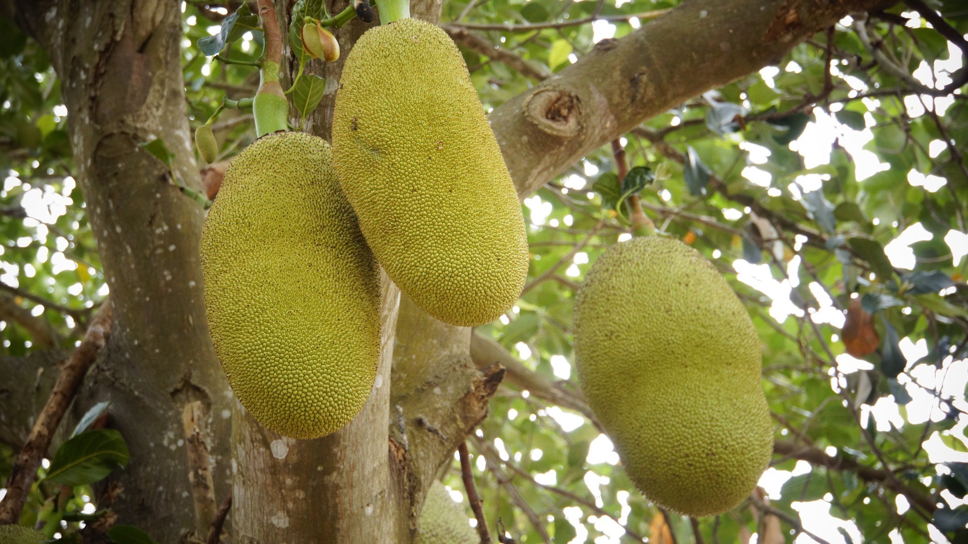 Jackfruit - Foto di naturepost
