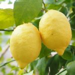 Limoni - Foto di Hans Braxmeier