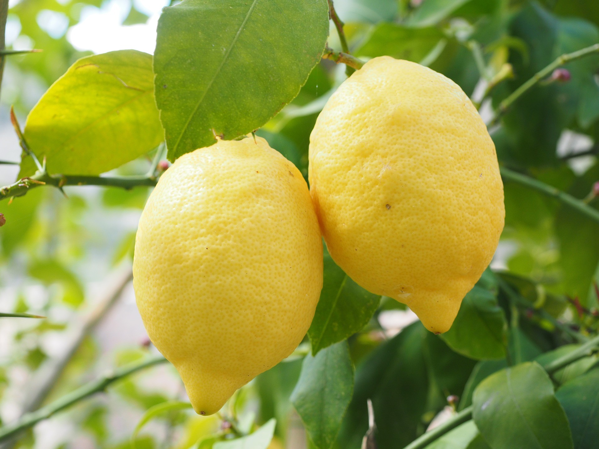 Limoni - Photo by Hans Bramxmeier