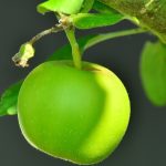 Mela verde