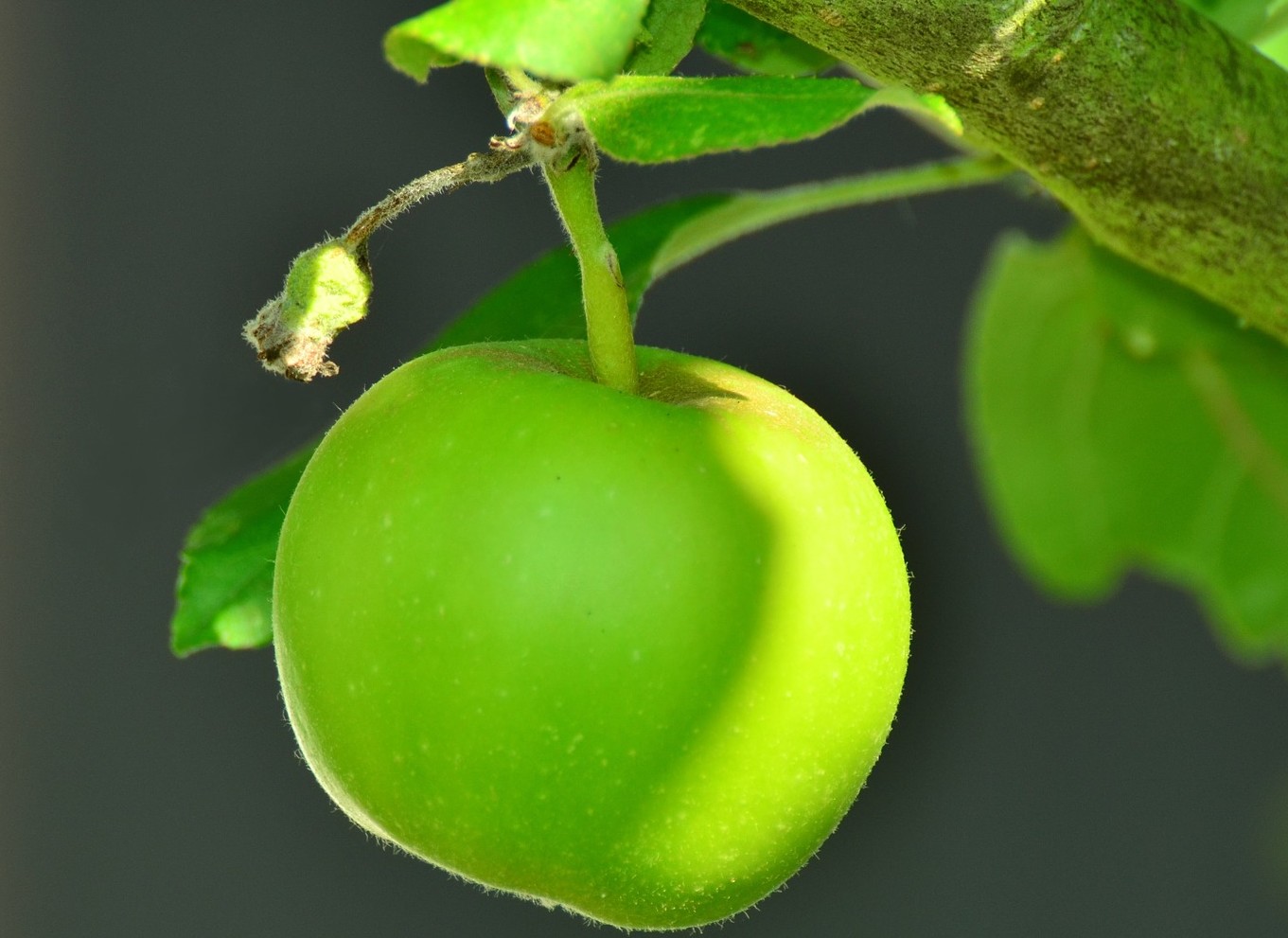 Mela verde