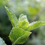 Menta piperita