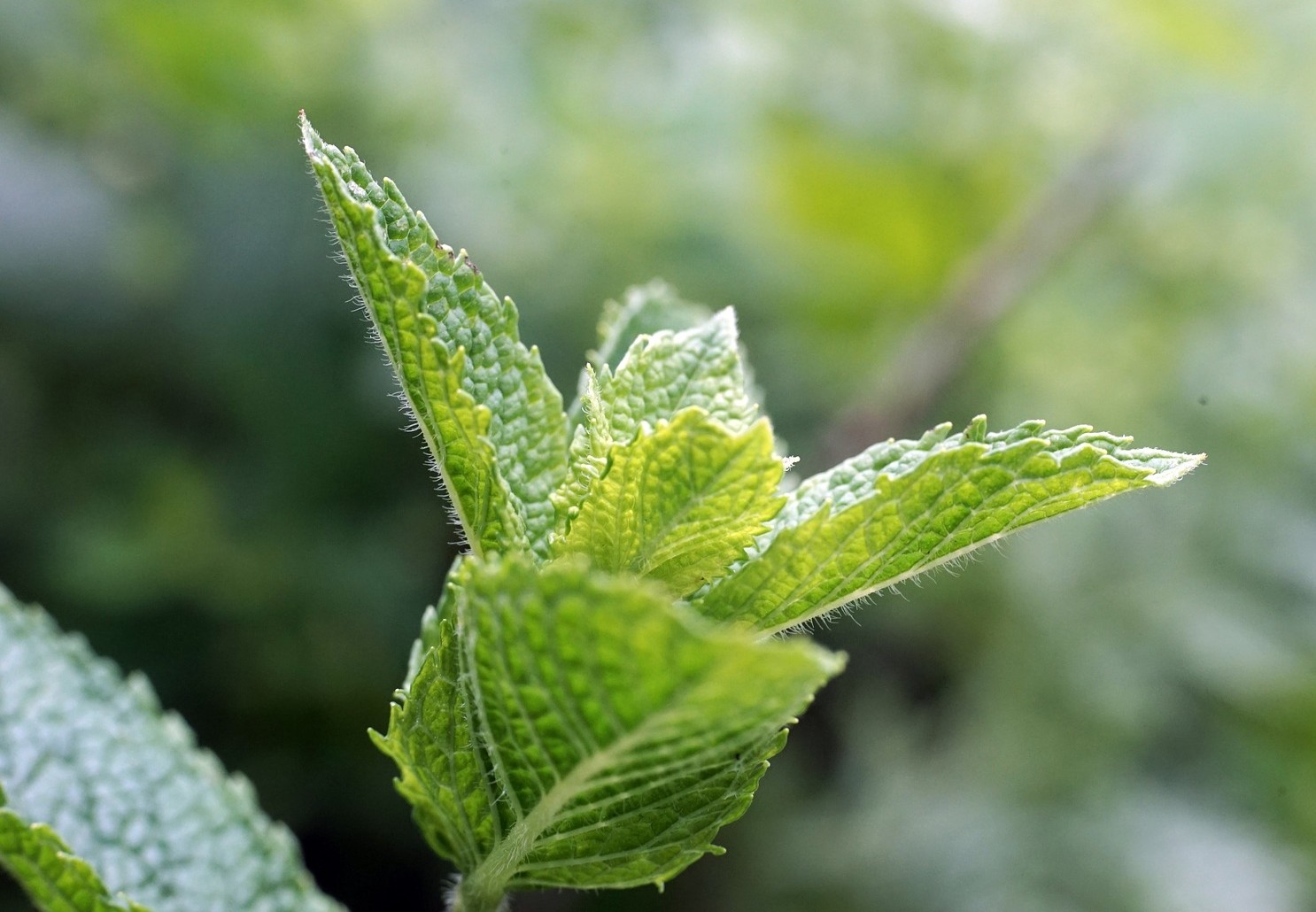 Menta piperita