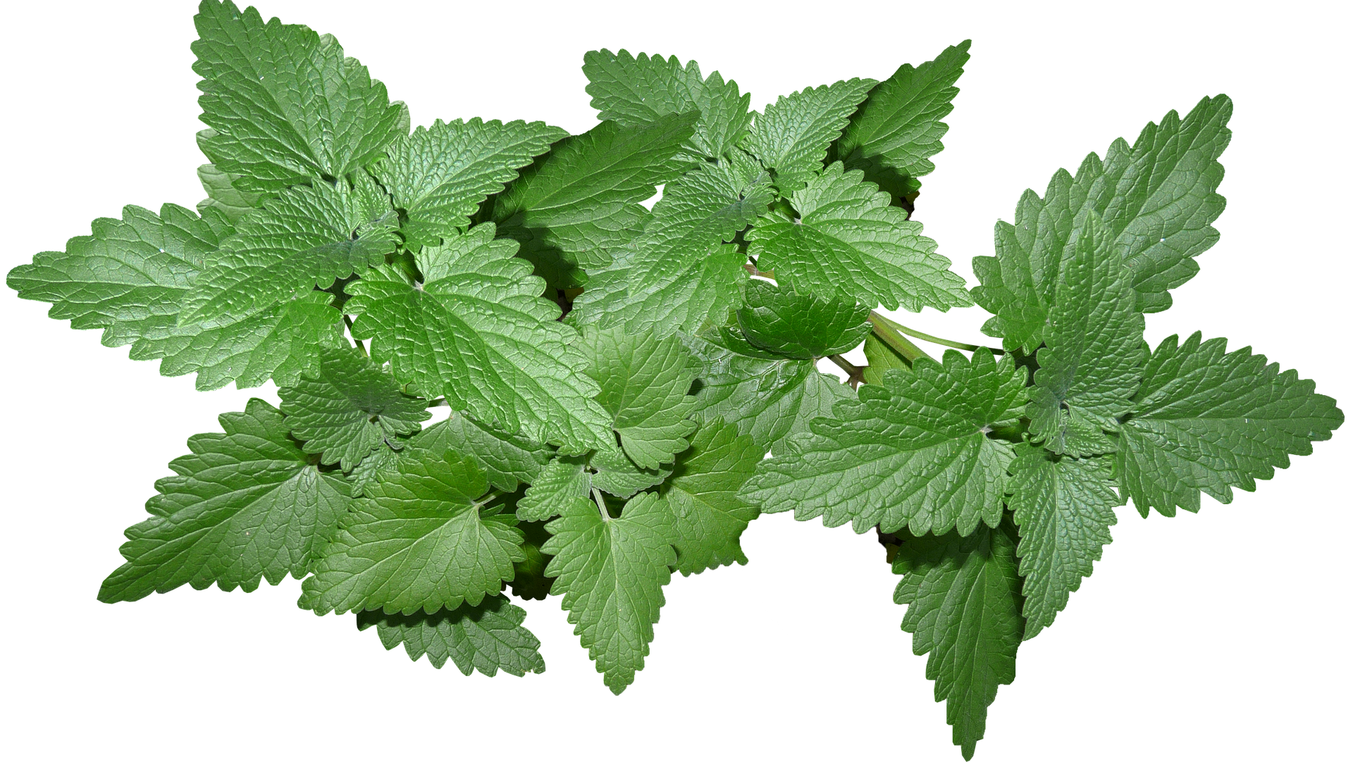 Menta