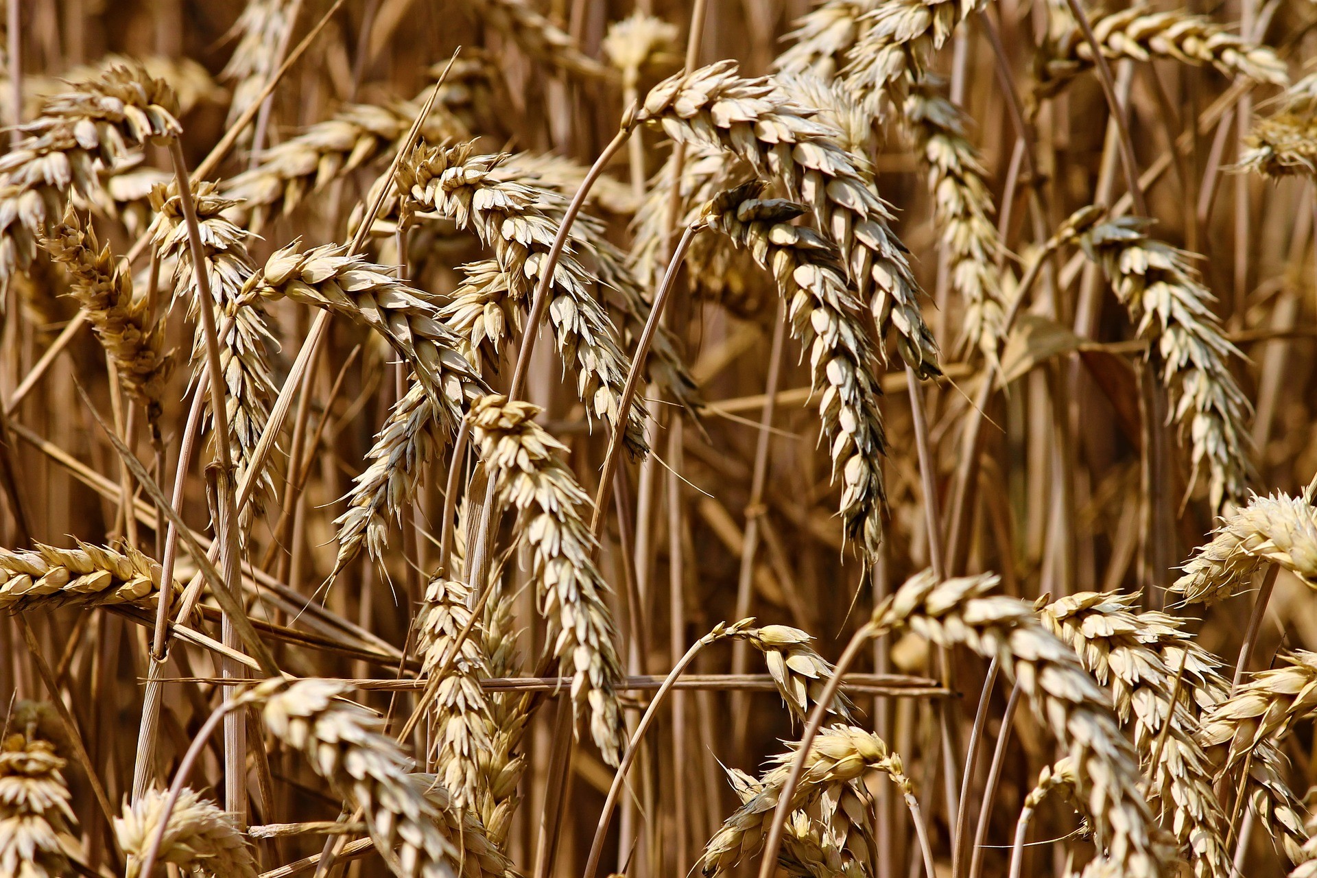 Orzo - Foto di Manfred Richter