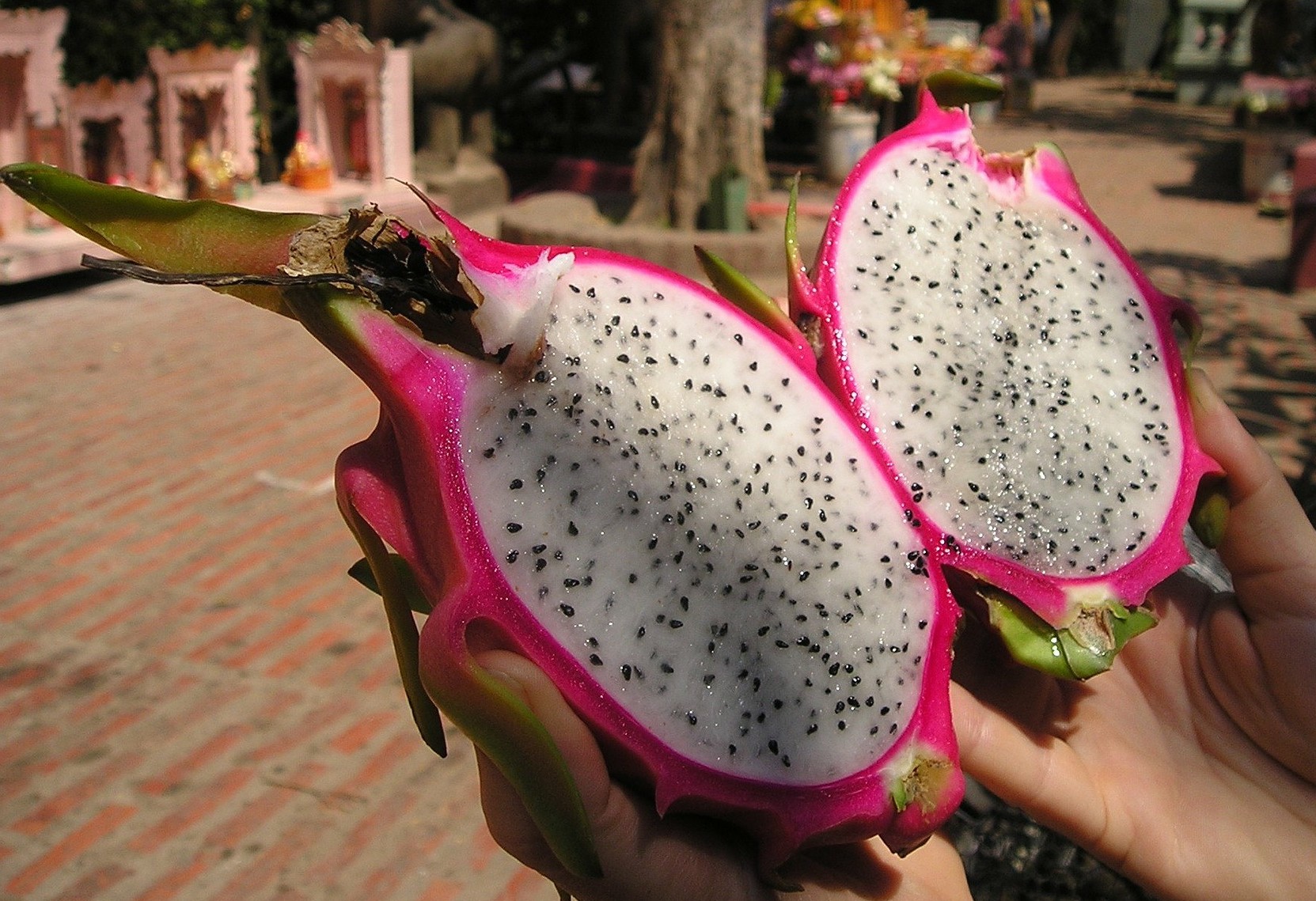 Pitaya