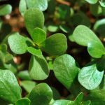 Portulaca
