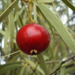 Quandong