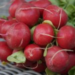 Radishes