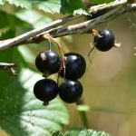 Ribes nero