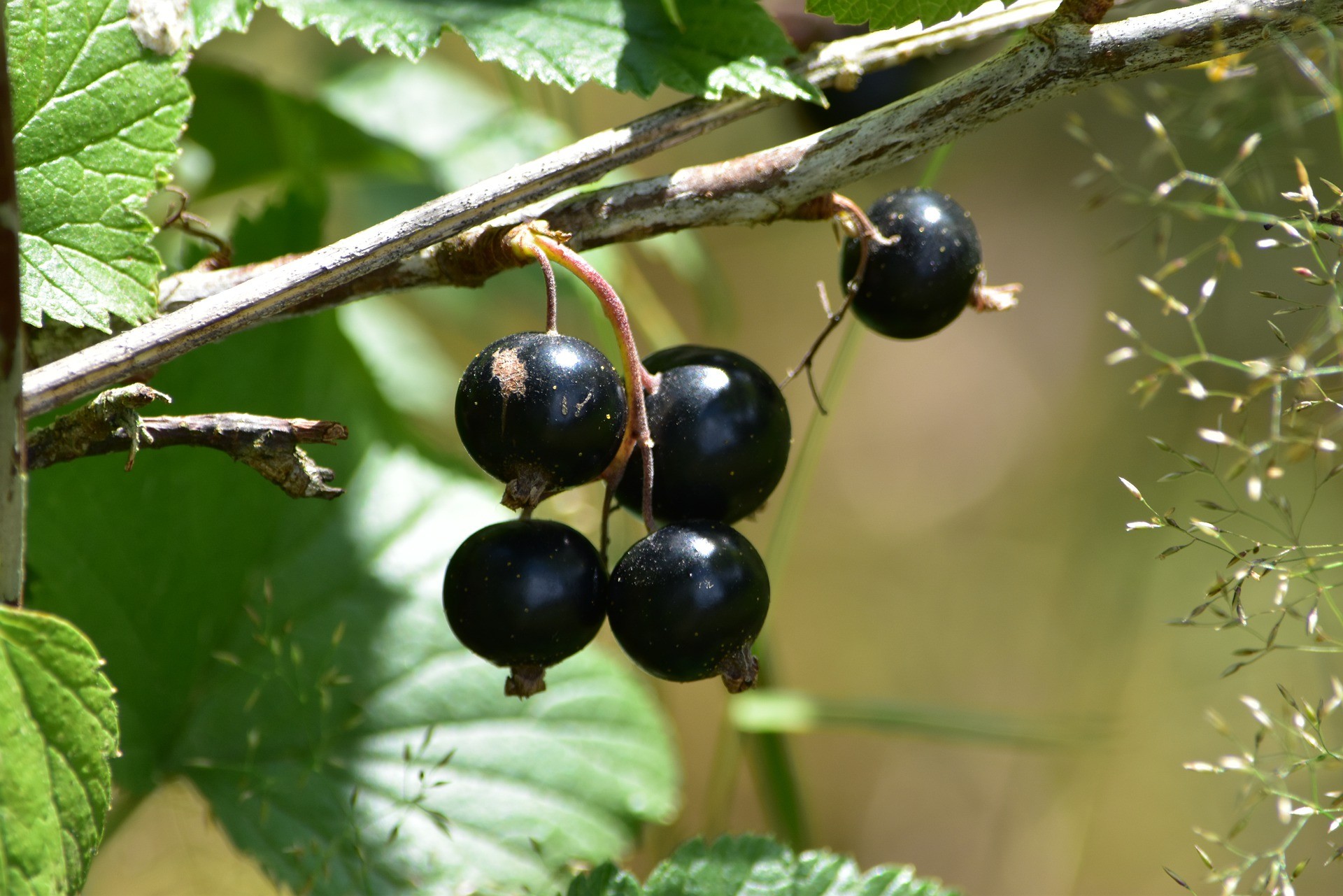 Ribes nero